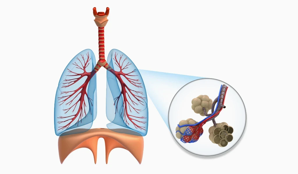 Eine anatomische Illustration der menschlichen Lunge zeigt die Atemwege und Blutgef&auml;&szlig;e, die in die Lungenfl&uuml;gel f&uuml;hren. Im vergr&ouml;&szlig;erten Kreis ist eine Nahaufnahme der Alveolen zu sehen, kleine luftgef&uuml;llte Strukturen, die von Blutgef&auml;&szlig;en umgeben sind, welche f&uuml;r den Gasaustausch im K&ouml;rper verantwortlich sind.