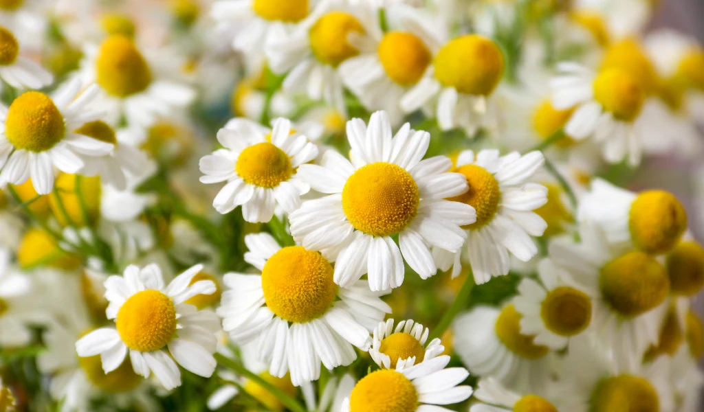 Cluster von Kamillenblüten mit weißen Blütenblättern und gelben Zentren in voller Blüte.