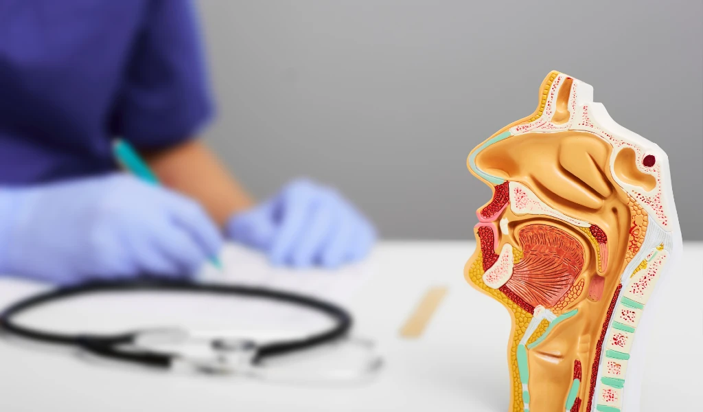 Nahaufnahme eines anatomischen Nasen-Rachen-Modells, im Hintergrund H&auml;nde mit Handschuhen und Stethoskop.